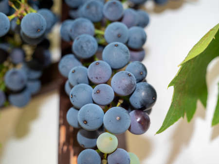 grape. Grapes in the garden. Grapes close up. Ripe grapes.