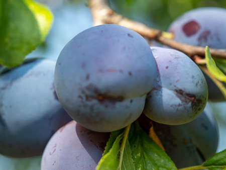 Beautiful background of red ripe plums on the tree. Ripe plums on the branches of a tree.の写真素材