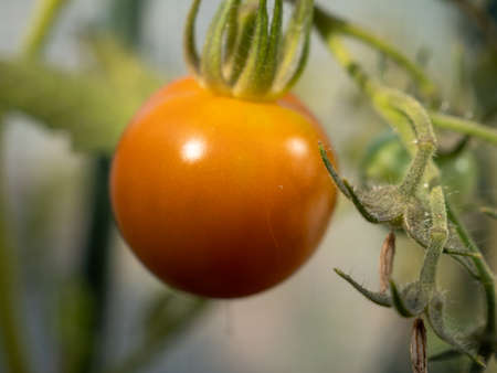 Tomatoes growing on a branch in a greenhouse. Copy space.の写真素材