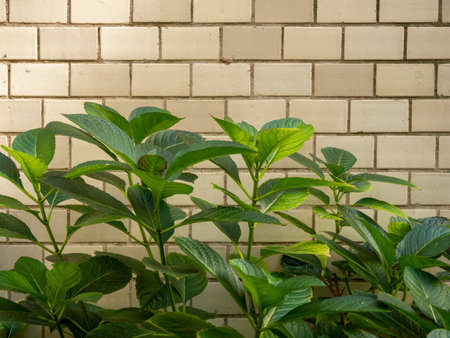 Green foliage on a light brick background. beautiful background.の写真素材