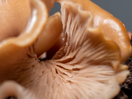 Beautiful mushrooms close up. Mushroom structure. Macro view. Fresh mushrooms. Close up.の写真素材