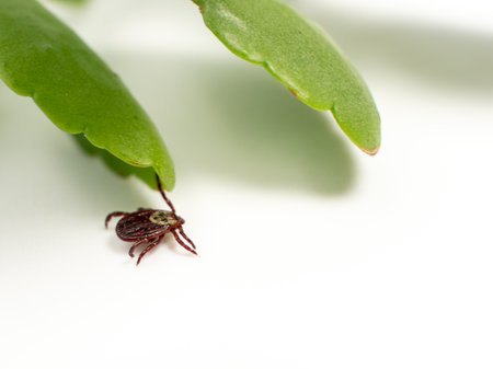 Infectious parasitic insect Dermacentor Dog Tick Arachnid on a green plant leaf. insect