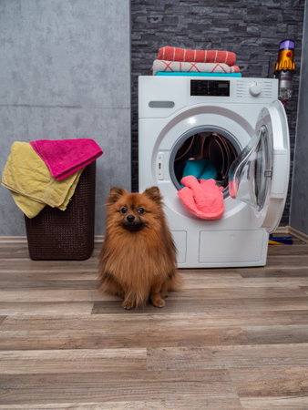 Laundry room interior with washing machine against the wall. The dog is sitting by the washing machine.の写真素材