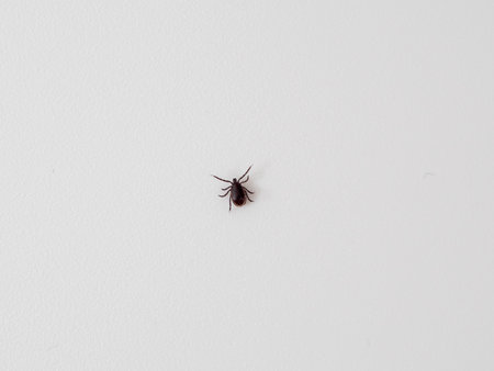 Tick on a white background. dog tick Close up.の写真素材