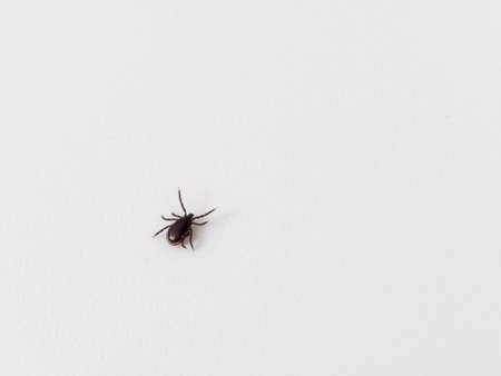 Tick on a white background. dog tick Close up.の写真素材