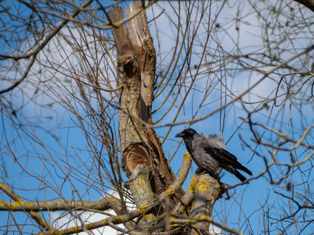 The crow sits on a tree branch. The bird is basking in the sun.の写真素材
