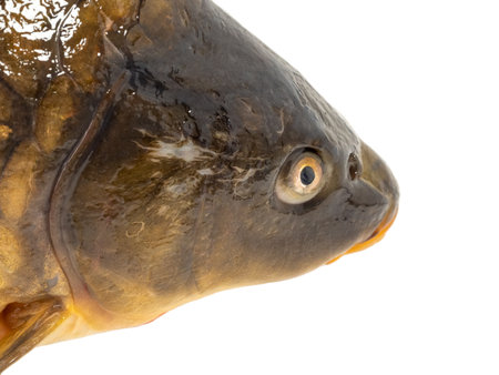 Carp fish isolated on white background. Carp on a white background. Close up.の写真素材
