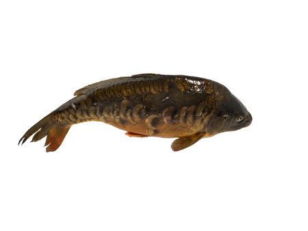 Carp fish isolated on white background. Carp on a white background. Close up.の写真素材