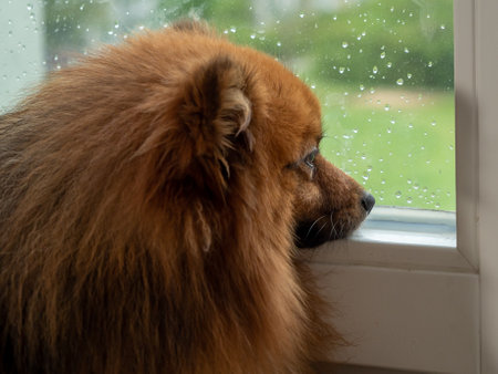 The dog looks out the window in rainy weather. Spitz dog at the window.の写真素材