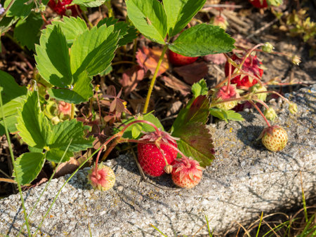 Ripe strawberries in the vegetable garden. Strawberries close up.の写真素材