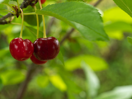 Ripe cherry on the tree. Cherry on a tree branch.の写真素材