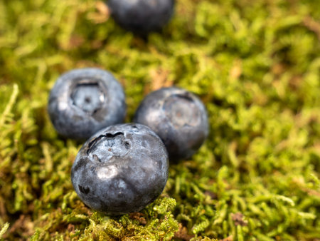 Ripe blueberries on green moss. blueberries close upの写真素材