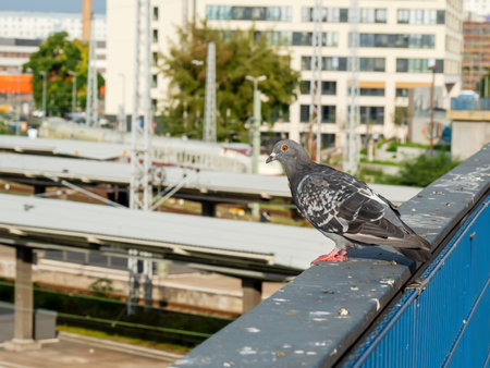 Dove on the railing of the bridge. City birds on the bridge.の写真素材