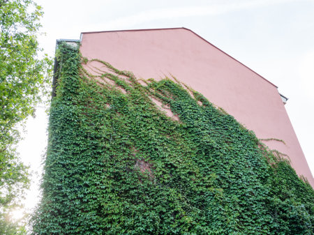 The wall of the building is overgrown with loach. The texture of the wall and plants.の写真素材