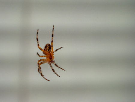 The spider is hanging on a web. Spider close-up