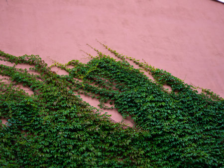The wall of the building is overgrown with loach. The texture of the wall and plants.の写真素材