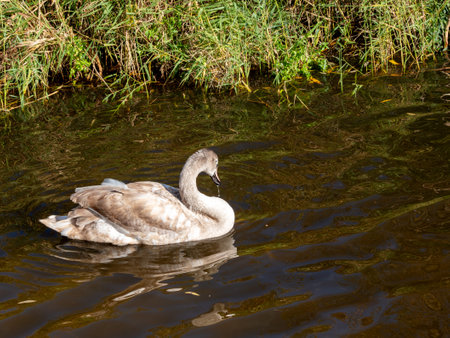 White swan on the water. A white swan swims in the pond.の写真素材