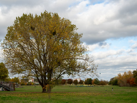 Autumn landscape. Autumn trees against a background of blue sky and white clouds. Autumn Park.の写真素材