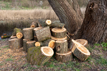 A felled tree in a swampy area. A felled tree close-up.