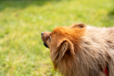 Portrait of a red dog of the Spitz breed on the green grass. A dog on a background of green grass.の写真素材