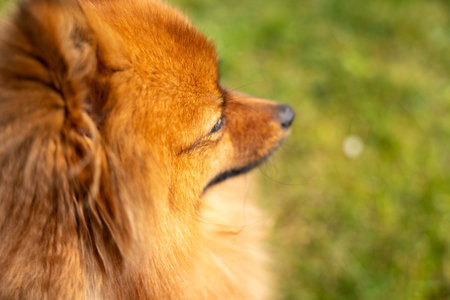 Portrait of a red dog of the Spitz breed on the green grass. A dog on a background of green grass.の写真素材