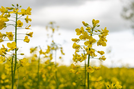 A stalk of rapeseed with yellow flowers against the background of a blurred yellow rapeseed field....