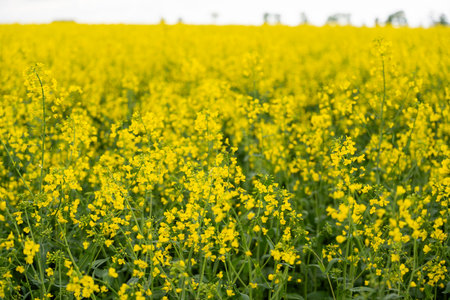 Yellow rapeseed field on a cloudy day. Rapeseed field in bloom.の写真素材