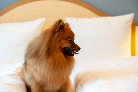 A red Spitz dog lies on a large bed in a bright hotel room. Spitz dog resting on the bed of a hotel...