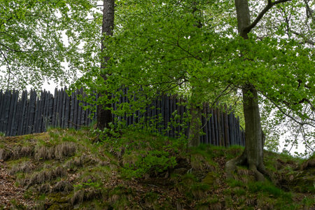 A forest with a black fence in the background. The trees are green and the leaves are on the groundの写真素材