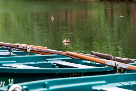 A row of small boats are sitting in a lake with a few ducks swimming in the water. The scene is peaceful and serene, with the boats and ducks creating a sense of calmness and tranquilityの写真素材