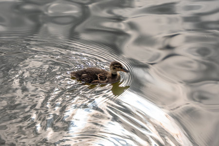 A duckling is swimming in a body of water. The water is calm and the duckling is the only one in the sceneの写真素材