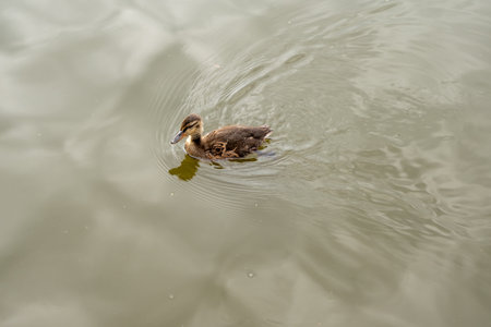 A duck is swimming in a body of water. The water is murky and the duck is the only living thing visibleの写真素材