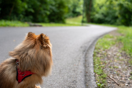 A dog wearing a red harness is sitting on the side of a road. The dog is looking off into the...