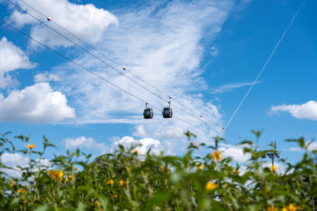 Two cable cars are suspended in the air above a field of yellow flowers. The sky is clear and blue,...