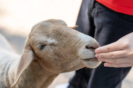 A man feeds a sheep. The sheep is brown. Man wears a red shirt