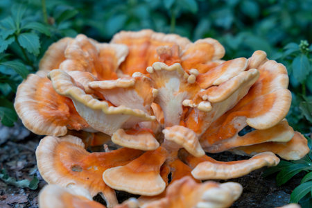 A large orange mushroom with brown spots sits on the ground. The mushroom is surrounded by green...
