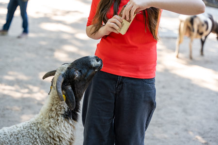 A girl is feeding a sheep. The sheep is white and black. The girl is wearing a red shirtの写真素材