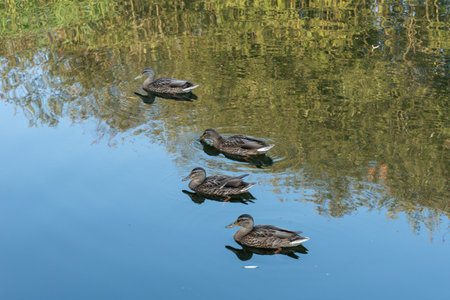 A group of ducks are swimming in a pond. The water is calm and clear. The ducks are in the middle of the pond, with some of them closer to the shore and others further out. The scene is peacefulの写真素材