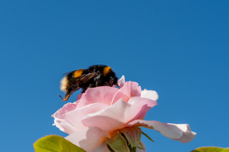 A bee is on a pink flower. The flower is in the middle of a blue sky. The bee is black and orange