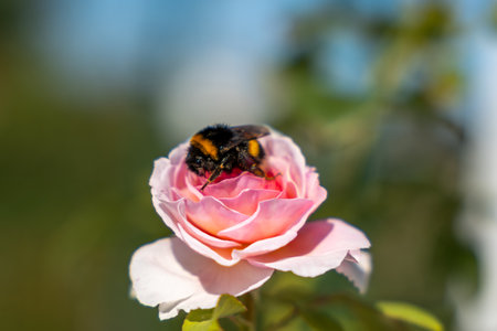 A bee is sitting on a pink flower. The flower is surrounded by green leaves. The bee is black and yellowの写真素材