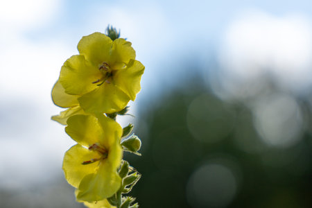 A yellow flower with a stem is in the foreground. The flower is surrounded by a blurry background