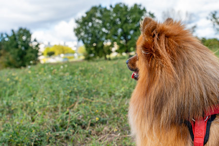 A dog with a red harness is looking at the camera. The dog is standing in a field of grassの写真素材