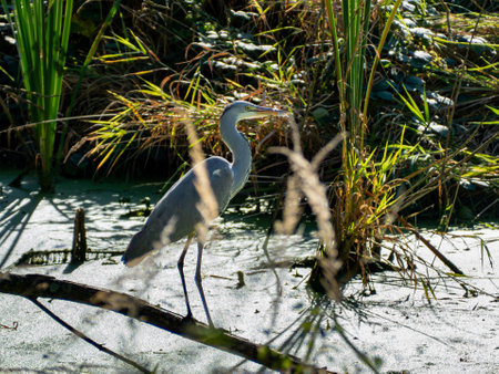 A heron bird stands on a branch by the pond. The pond is surrounded by tall grassの写真素材