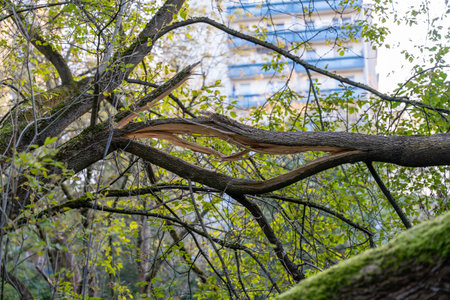 A tree branch has been split in half, with a building in the background. Scene is somber and melancholic, as the broken branch seems to symbolize the loss of life and growthの写真素材