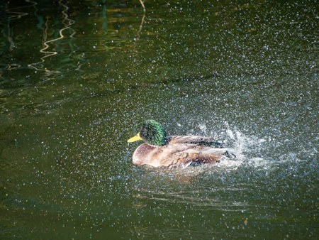 A duck is splashing in the water. The water is green and calm. The duck is surrounded by ripples from its movementの写真素材