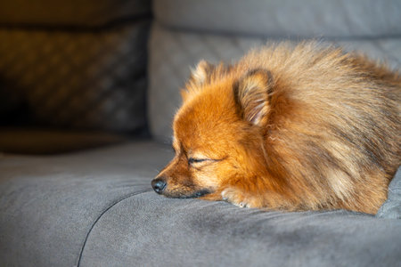 A small dog is sleeping on a couch. The dog is curled up and has its head resting on its paws. The couch is made of a soft material and is a dark color. The scene is peaceful and calmingの写真素材