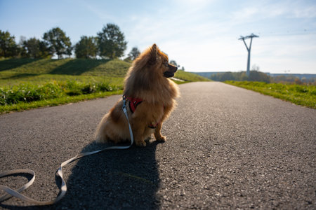 A small dog is sitting on the side of a road with a leash. The dog is wearing a red harnessの写真素材