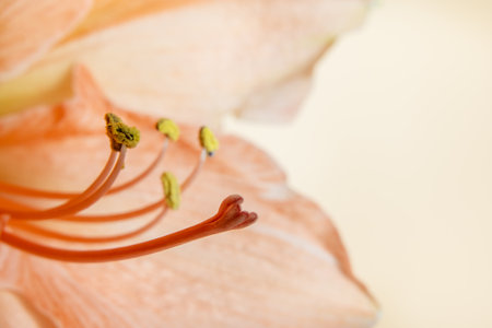 A close up of a flower with a yellow center and green leaves. The flower is orange and has a heart...