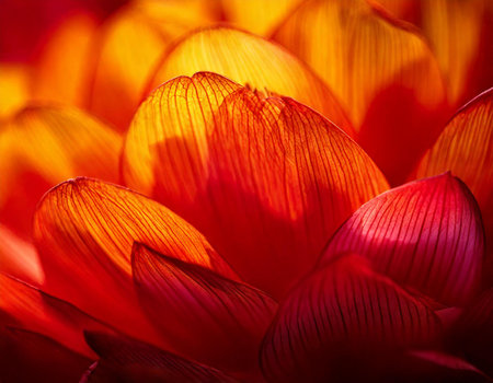 A close up of a flower with red petals. The flower is orange and has a yellow centerの素材