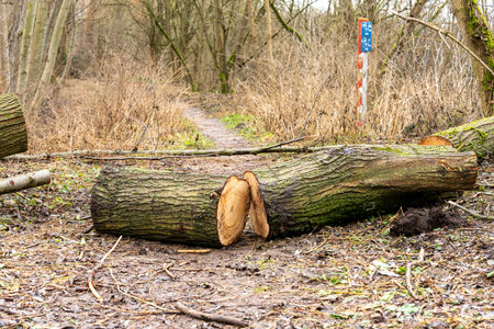 A large tree trunk has been cut in half. The trunk is laying on the ground, and there are several smaller logs scattered around itの写真素材
